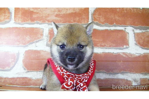 成約済の福岡県の豆柴-145067の2枚目