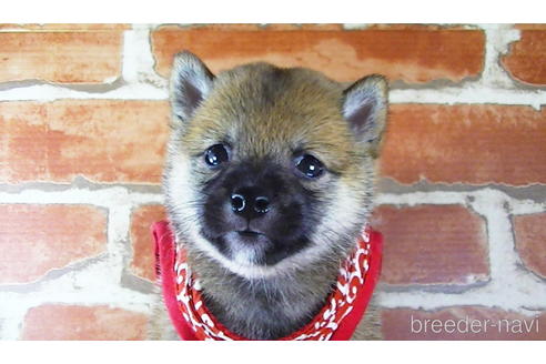 成約済の福岡県の豆柴-145067