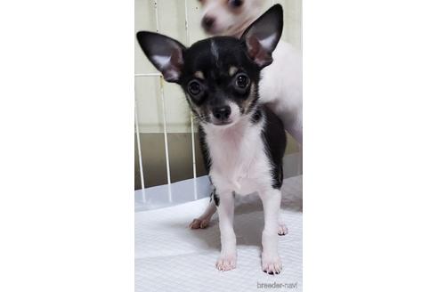 鹿児島県のスムースコートチワワ 女の子 21 06 04生まれ 人懐っこい女の子 子犬id ブリーダーナビ 鹿児島県のスムースコートチワワ 女の子 21 06 04生まれ 人懐っこい女の子 子犬id ブリーダーナビ