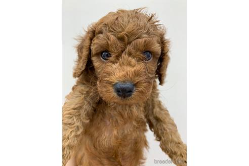 成約済の東京都のトイプードル-145107