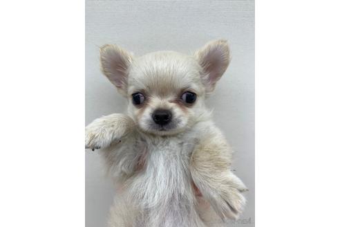 成約済の東京都のチワワ(ロングコート)-145110