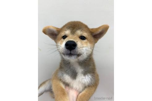 成約済の東京都の柴犬-145114の1枚目