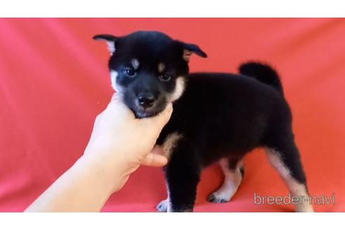 成約済の沖縄県の柴犬-145122の2枚目