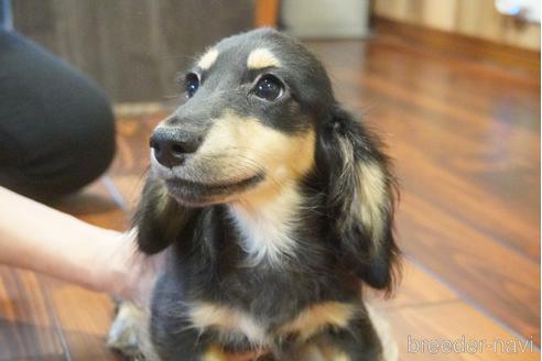 成約済の滋賀県のカニンヘンダックスフンド(ロングヘアード)-145135の1枚目