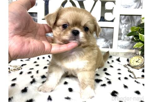 成約済の京都府のミックス犬-145150の1枚目