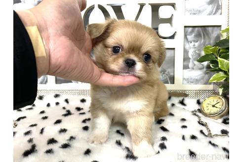 成約済の京都府のミックス犬-145150の7枚目