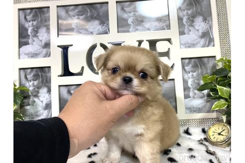 成約済の京都府のミックス犬-145150の6枚目