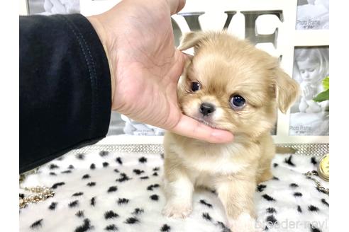 成約済の京都府のミックス犬-145150の5枚目