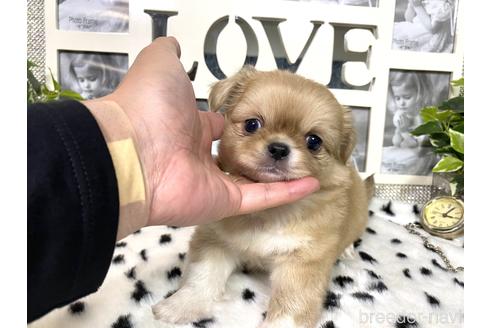 成約済の京都府のミックス犬-145150の4枚目