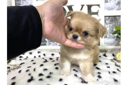 成約済の京都府のミックス犬-145150の3枚目