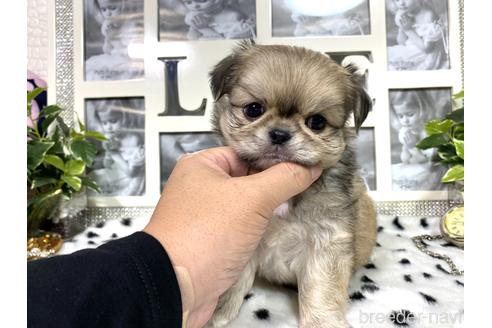 子犬