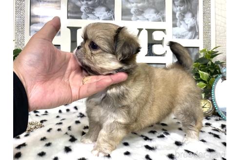 成約済の京都府のミックス犬-145153の9枚目