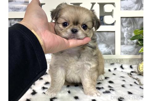成約済の京都府のミックス犬-145153の8枚目