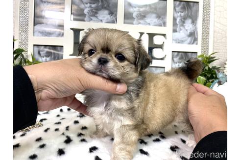 成約済の京都府のミックス犬-145153の7枚目