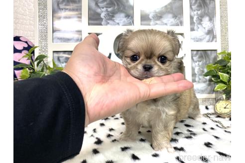 成約済の京都府のミックス犬-145153の6枚目