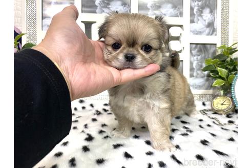 成約済の京都府のミックス犬-145153の4枚目