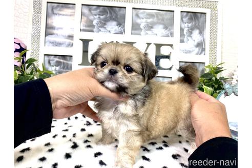 成約済の京都府のミックス犬-145153の3枚目