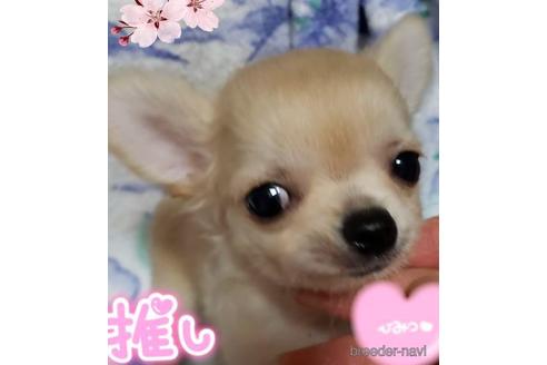 成約済の愛知県のチワワ(ロングコート)-145161の6枚目