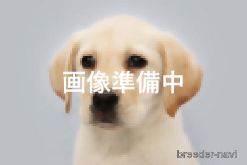 神奈川県でラブラドールレトリーバーの子犬を探す ブリーダーナビ 神奈川県でラブラドールレトリーバーの子犬を探す ブリーダーナビ