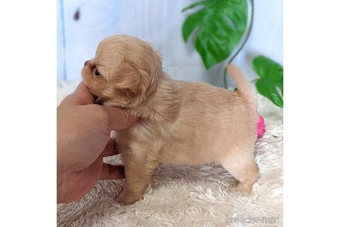 成約済の東京都のチワワ(ロングコート)-145045の3枚目