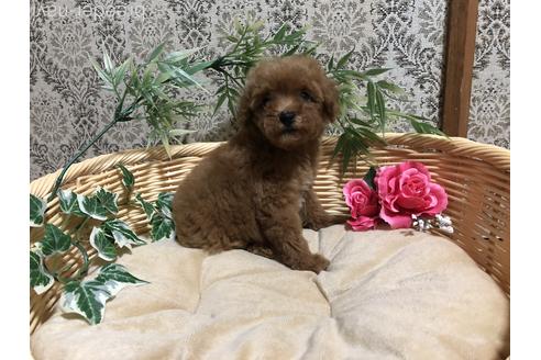 成約済の千葉県のトイプードル-139317の1枚目