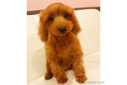 成約済の静岡県のミックス犬-145252