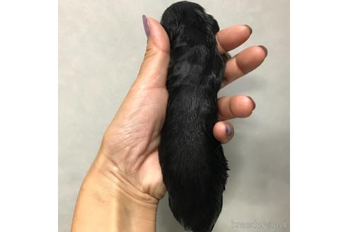 成約済の宮崎県のミニチュアダックスフンド(ロングヘアード)-145256の2枚目