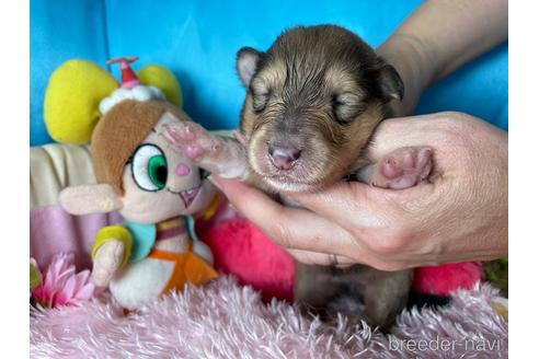 成約済の愛知県のラフコリー-145262の5枚目