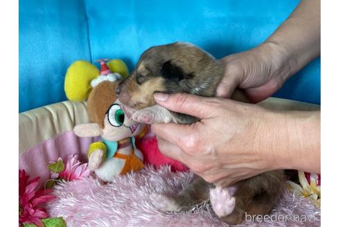 成約済の愛知県のラフコリー-145262の3枚目