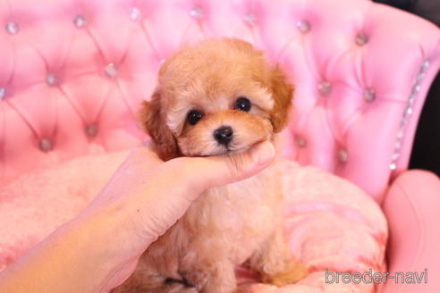 成約済の茨城県のティーカッププードル-145266の23枚目