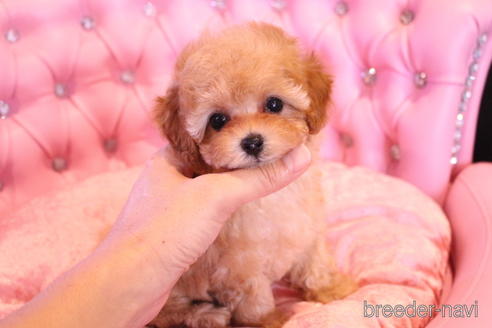 成約済の茨城県のティーカッププードル-145266の22枚目