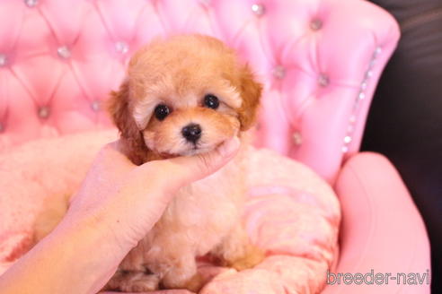 成約済の茨城県のティーカッププードル-145266の21枚目