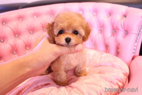 成約済の茨城県のティーカッププードル-145266の20枚目