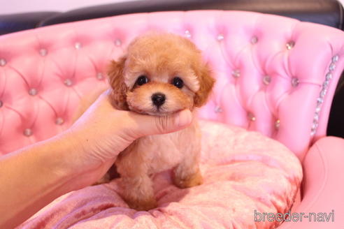 成約済の茨城県のティーカッププードル-145266の19枚目