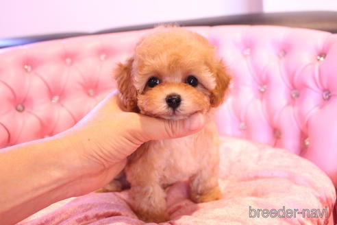 成約済の茨城県のティーカッププードル-145266の17枚目