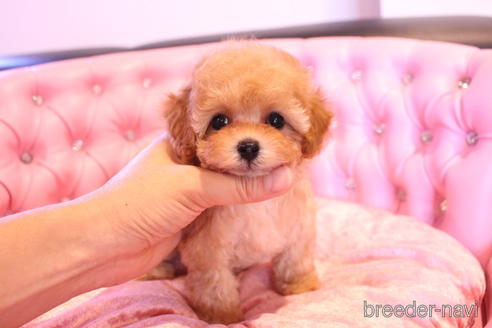 成約済の茨城県のティーカッププードル-145266の16枚目