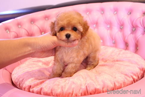 成約済の茨城県のティーカッププードル-145266の14枚目