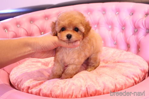 成約済の茨城県のティーカッププードル-145266の13枚目