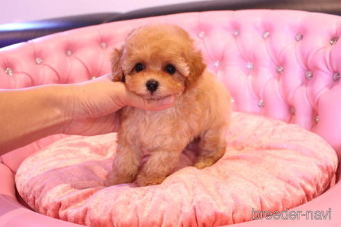 成約済の茨城県のティーカッププードル-145266の12枚目