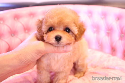 成約済の茨城県のティーカッププードル-145266の11枚目