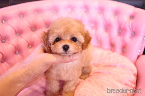 成約済の茨城県のティーカッププードル-145266の10枚目