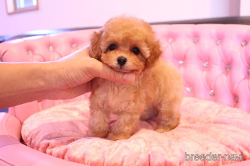 成約済の茨城県のティーカッププードル-145266の9枚目