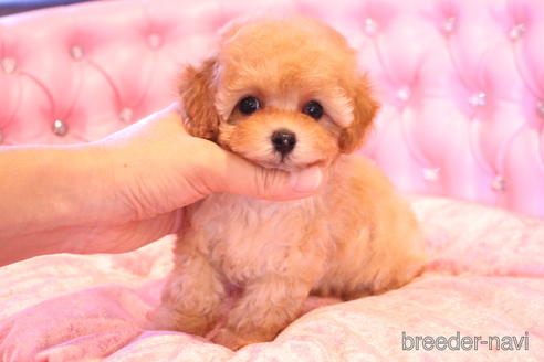 成約済の茨城県のティーカッププードル-145266の8枚目