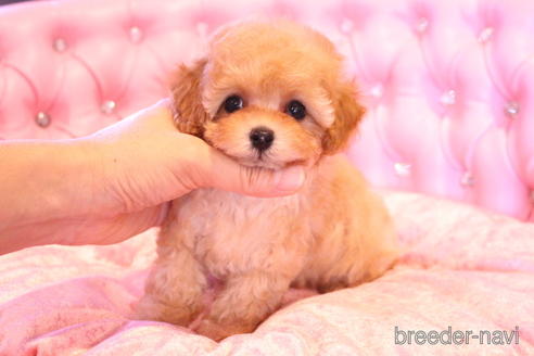 成約済の茨城県のティーカッププードル-145266の7枚目