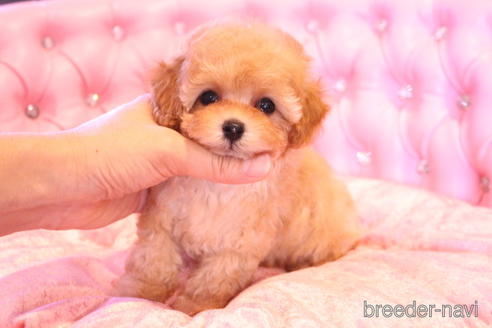 成約済の茨城県のティーカッププードル-145266の6枚目