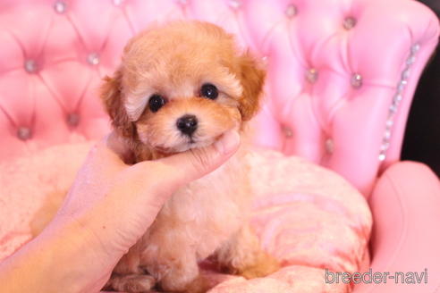 成約済の茨城県のティーカッププードル-145266の3枚目