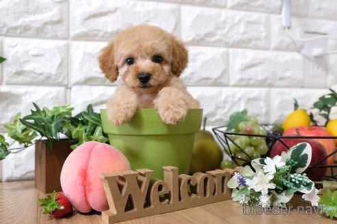 成約済の滋賀県のトイプードル-143467の1枚目