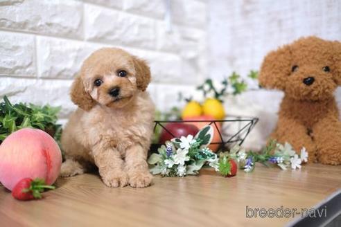 成約済の滋賀県のトイプードル-143467の5枚目