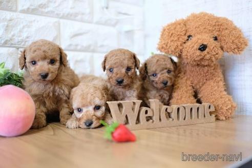 成約済の滋賀県のトイプードル-143467の4枚目