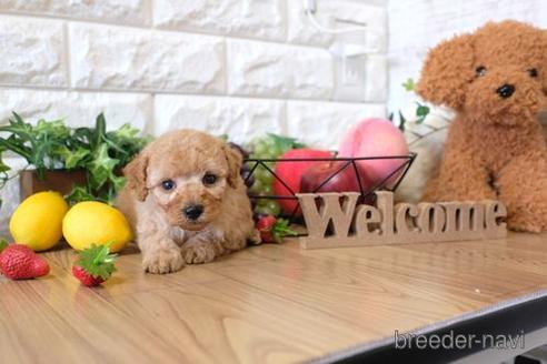 成約済の滋賀県のトイプードル-143467の3枚目